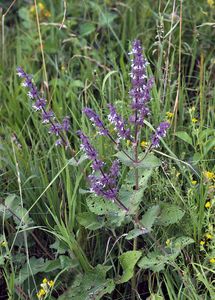 Šalvěj přeslenitá (Salvia verticillata L.)