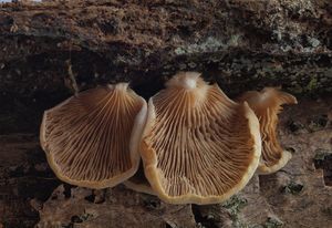 Trepkovitka zploštělá - Crepidotus applanatus (Pers.) P.Kumm.