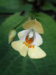 Netýkavka malokvětá (Impatiens parviflora)