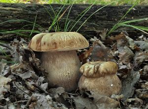 Hřib dubový - Boletus reticulatus Schaeff. 1774