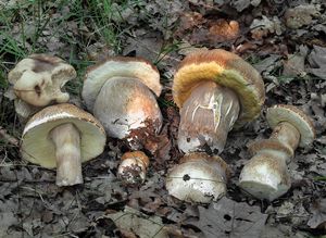 Hřib dubový - Boletus reticulatus Schaeff. 1774