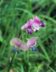 Hrachor lesní (Lathyrus silvestris L.)