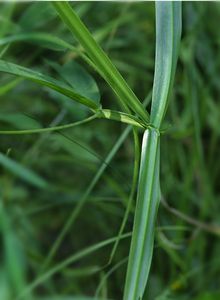 Hrachor lesní (Lathyrus silvestris L.)