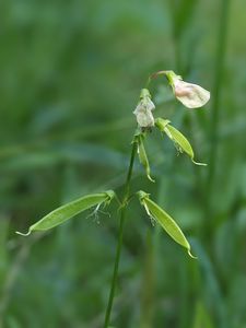 Hrachor lesní (Lathyrus silvestris L.)