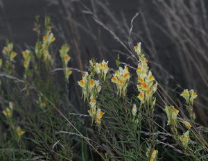 Lnice květel (Linaria vulgaris)