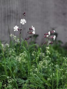 Silenka širolistá bílá (Silene latifolia Poiret, subsp. alba (Mill.) )