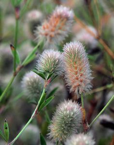 Jetel rolní (Trifolium arvense L.)