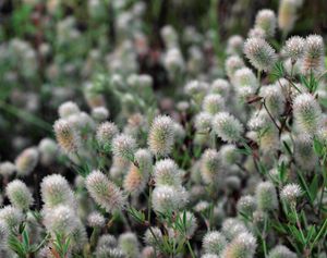 Jetel rolní (Trifolium arvense L.)