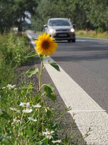 Slunečnice roční (Helianthus annuus)