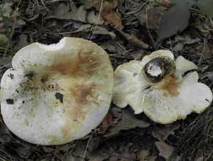 Ryzec zelenající - Lactifluus glaucescens (Crossl.) Verbeken 2012