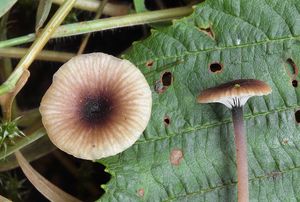 Kalichovka Swartzova - Rickenella swartzii (Fr.) Kuyper 1984