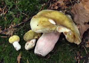 Holubinka fialovonohá - Russula violeipes Quél. 1898