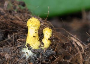 Bedla cibulkotřenná - Leucocoprinus birnbaumi (Corda) Singer