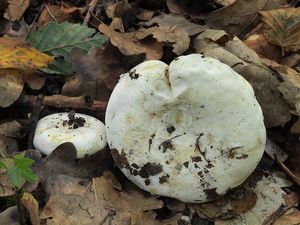 Ryzec Bertillonův - Lactifluus bertillonii Lactifluus bertillonii (Neuhoff ex Z. Schaef.) Verbeken 2011