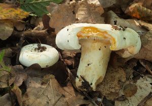 Ryzec Bertillonův - Lactifluus bertillonii Lactifluus bertillonii (Neuhoff ex Z. Schaef.) Verbeken 2011