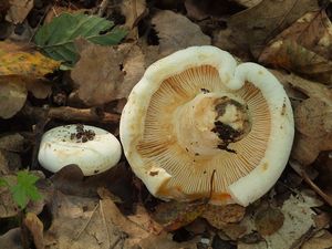 Ryzec Bertillonův - Lactifluus bertillonii Lactifluus bertillonii (Neuhoff ex Z. Schaef.) Verbeken 2011