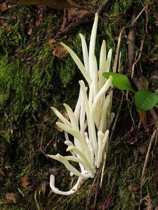 Kyjanka křehká - Clavaria fragilis Holmsk.