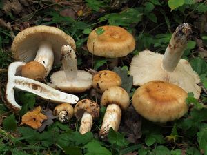 Holubinka smrdutá - Russula foetens Pers. 1796