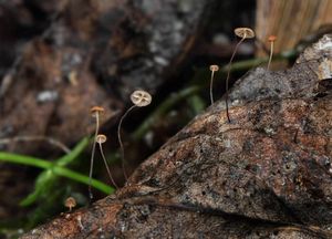 Špička vlasonohá - Cryptomarasmius minutus (Peck) T.S. Jenkinson & Desjardin 2014