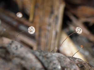 Špička vlasonohá - Marasmius minutus Peck