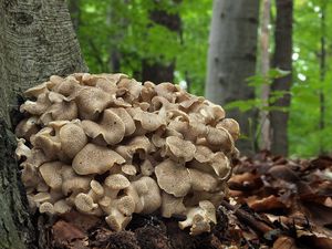 Choroš oříš - Polyporus umbellatus (Pers.) Fr. 1821