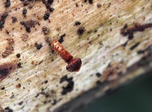 Špička drsná - Crinipellis scabella (Alb.&Schwein.) Murrill