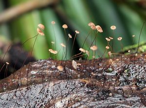 Špička vlasonohá - Cryptomarasmius minutus (Peck) T.S. Jenkinson & Desjardin 2014