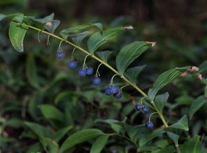 Kokořík mnohokvětý (Polygonatum multiflorum)