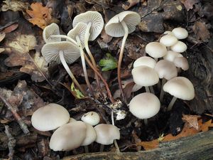 Špička Wynneova - Marasmius wynnei Berk.& Broom