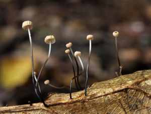 Špička Bulliardova - Marasmius bulliardii Quél. 1878