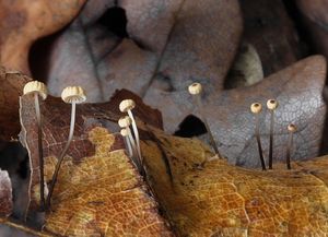 Špička Bulliardova - Marasmius bulliardii Quél. 1878