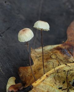 Špička dubomilná - Gymnopus quercophilus (Pouzar) Antonín & Noordel. 2008