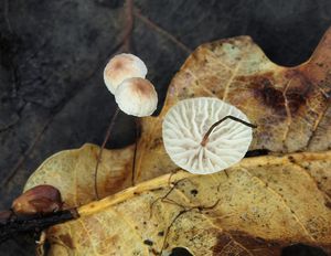 Špička dubomilná - Gymnopus quercophilus (Pouzar) Antonín & Noordel. 2008