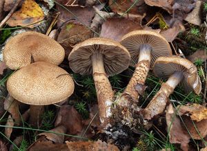 Pavučinec šupinonohý - Cortinarius pholideus (Lilj.) Fr. 1838