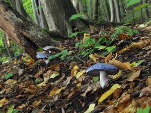 Pavučinec zářivě fialový - Cortinarius terpsichores var.calosporus Melot