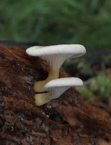 Lištička bledá - Hygrophoropsis macrospora (D.A. Reid) Kuyper 1996