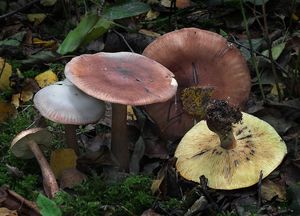 Čirůvka plavohnědá - Tricholoma fulvum (DC.) Bigeard & H. Guill. 1909