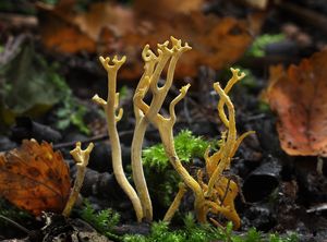 Kyjovečka růžkovitá - Clavulinopsis corniculata (Schaeff.) Conner 1