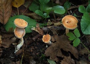 Lišák ryšavý - Hydnum rufescens Pers. 1800