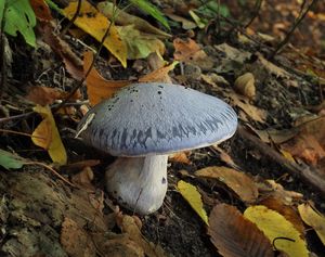 Pavučinec zářivě fialový - Cortinarius terpsichores var.calosporus Melot