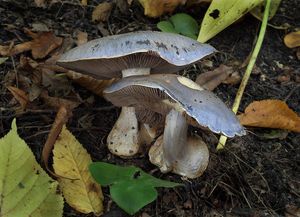 Pavučinec zářivě fialový - Cortinarius terpsichores var.calosporus Melot