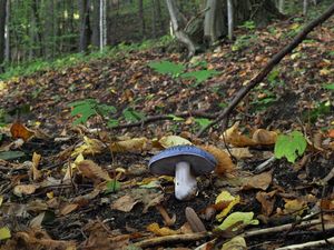 Pavučinec zářivě fialový - Cortinarius terpsichores var.calosporus Melot