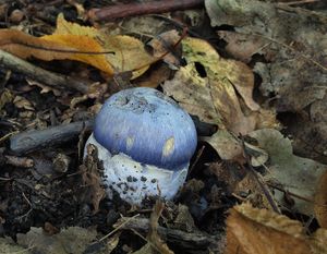 Pavučinec zářivě fialový - Cortinarius terpsichores var.calosporus Melot