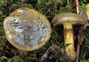 Pavučinec zelený - Cortinarius atrovirens Kalchbr. 1874