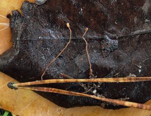 Čapulka maličká - Heyderia cucullata (Batsch) Bacyk & Van Vooren 2005