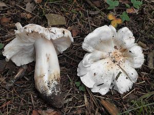 Čirůvka holubičí - Tricholoma columbetta (Fr.) P. Kumm. 1871