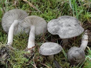 Šťavnatka vonná - Hygrophorus agathosmus (Fr.) Fr.