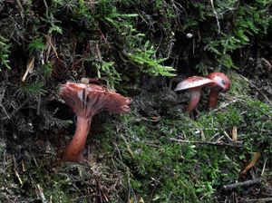 Šťavnatka vínová - Hygrophorus capreolarius (Kalchbr.) Sacc. 1887