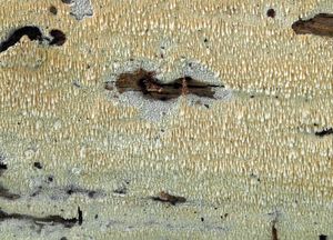 Kornatec lopatkovitý - Hyphodontia spathulata (Schrad.) Parmasto