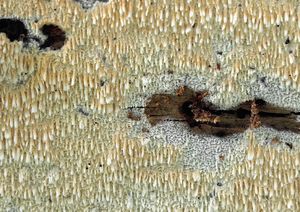 Kornatec lopatkovitý - Hyphodontia spathulata (Schrad.) Parmasto